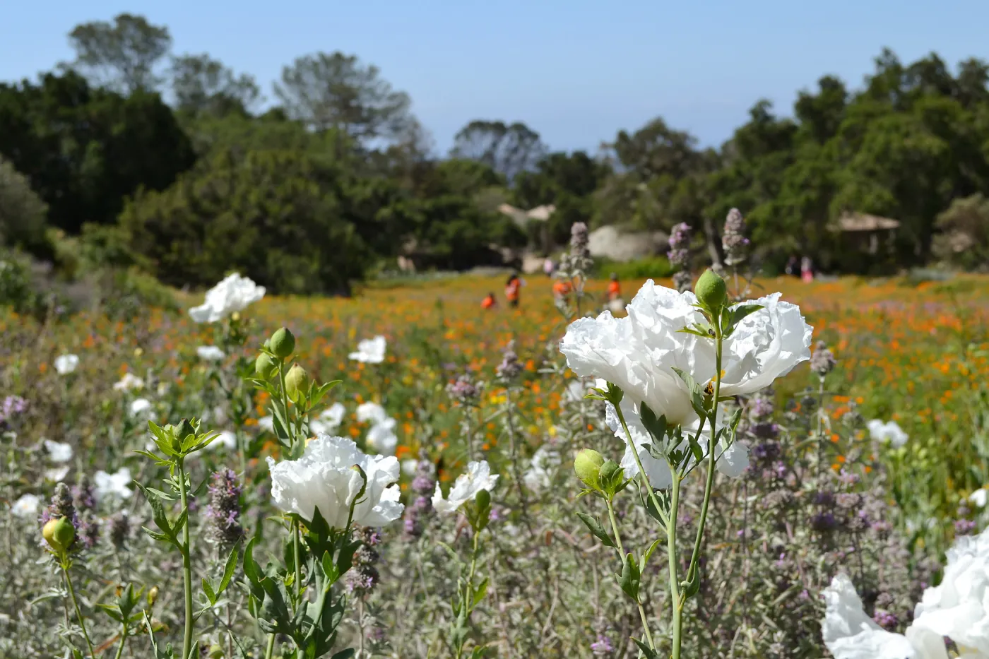 Matilija poppies with volunteers from Home Depot working in the Meadow