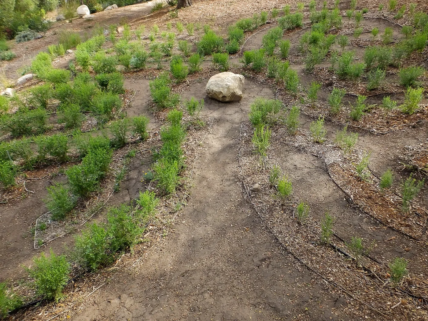 Centennial Maze