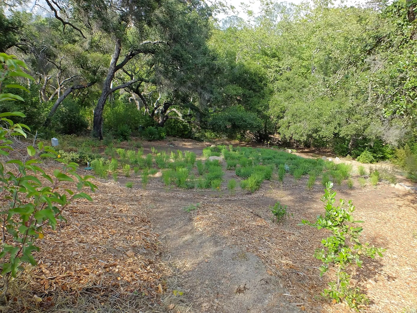 Centennial Maze