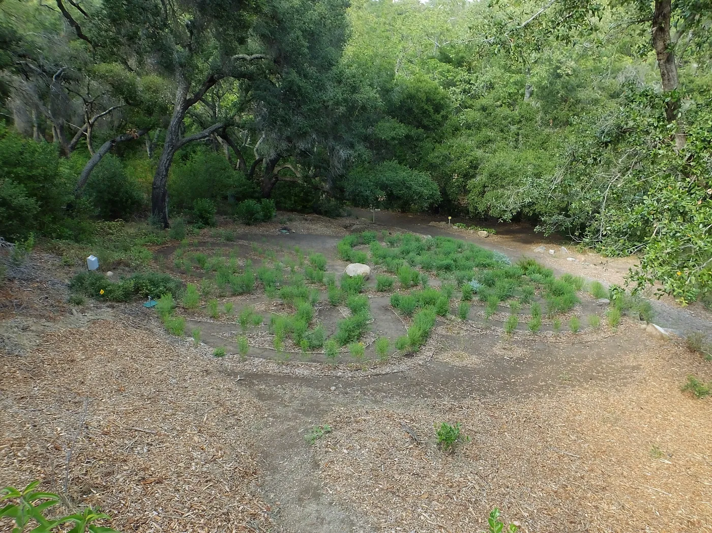 Centennial Maze