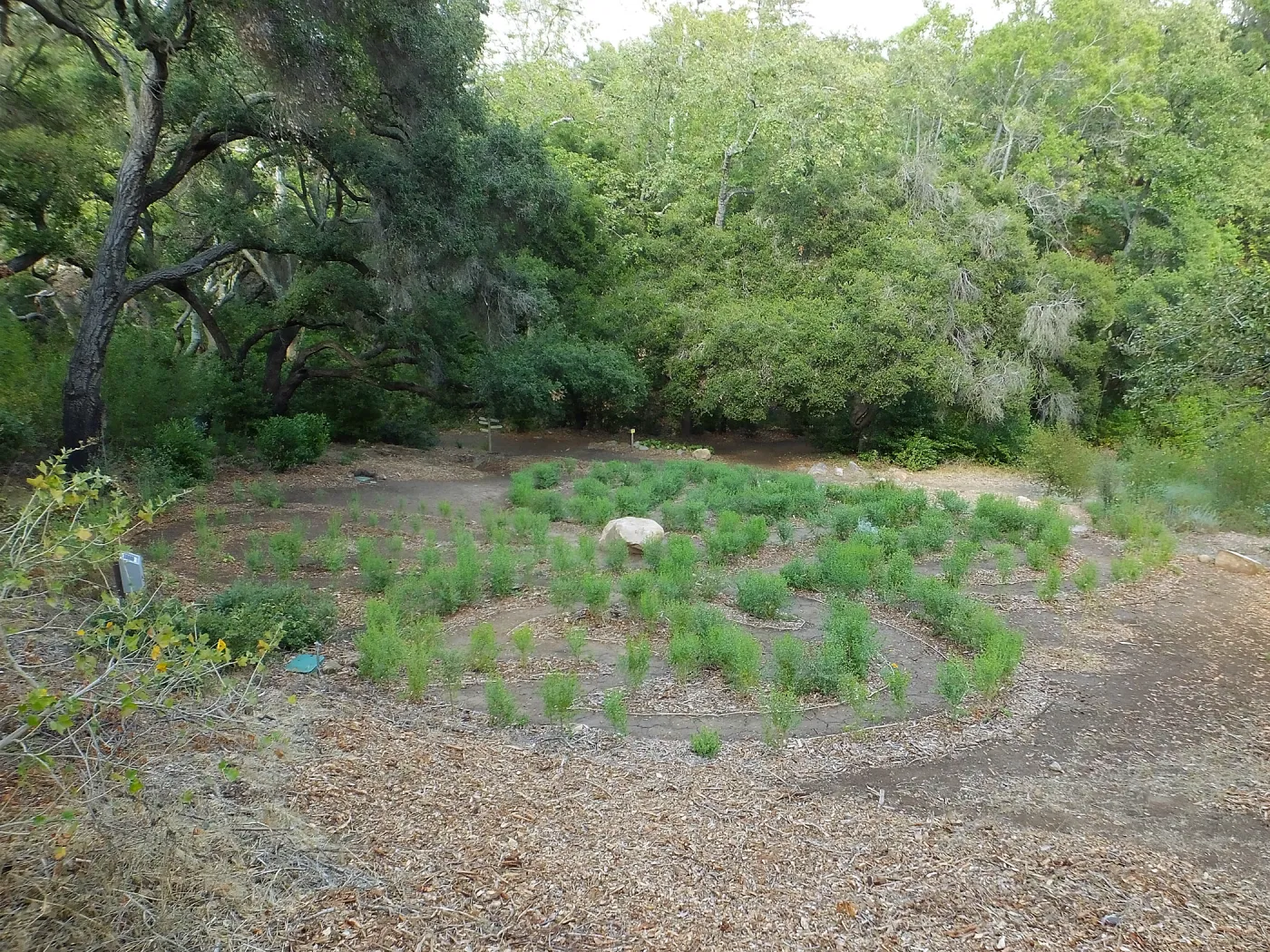 Centennial Maze