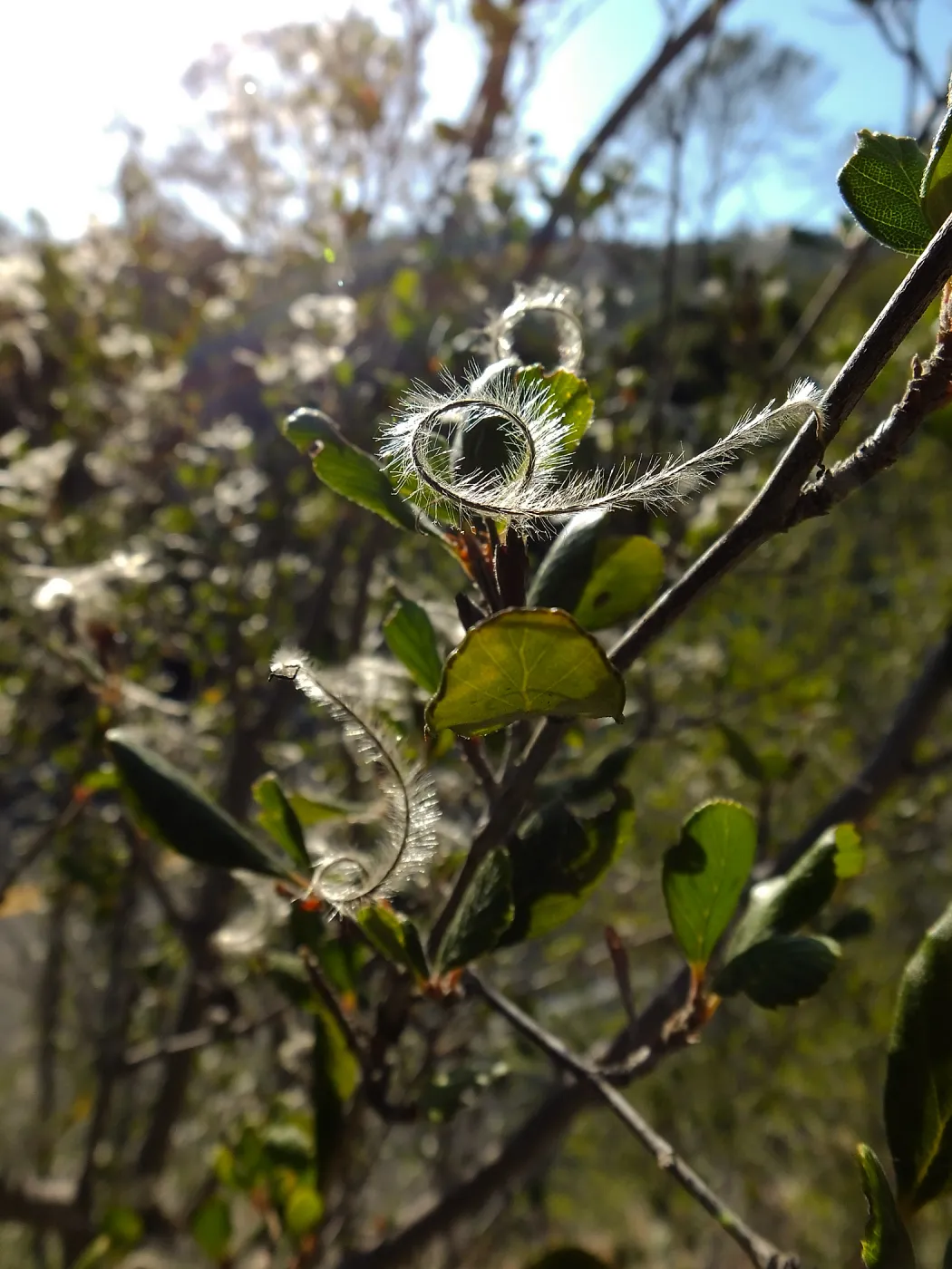 Mountain Mahogany at start of Porter Trail