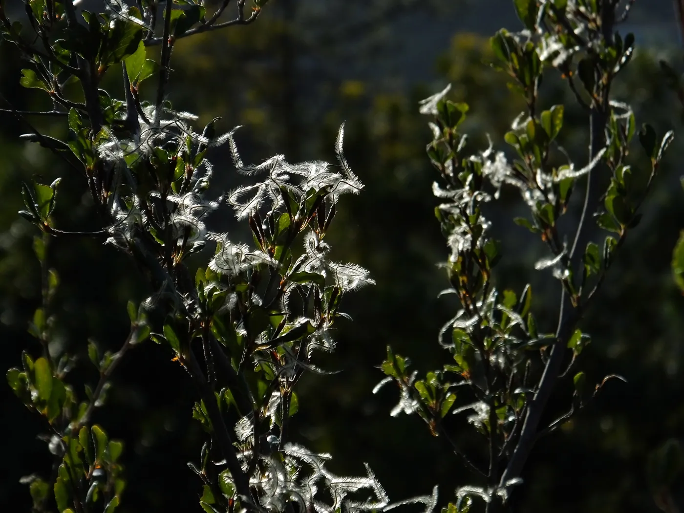 Mountain Mahogany at start of Porter Trail