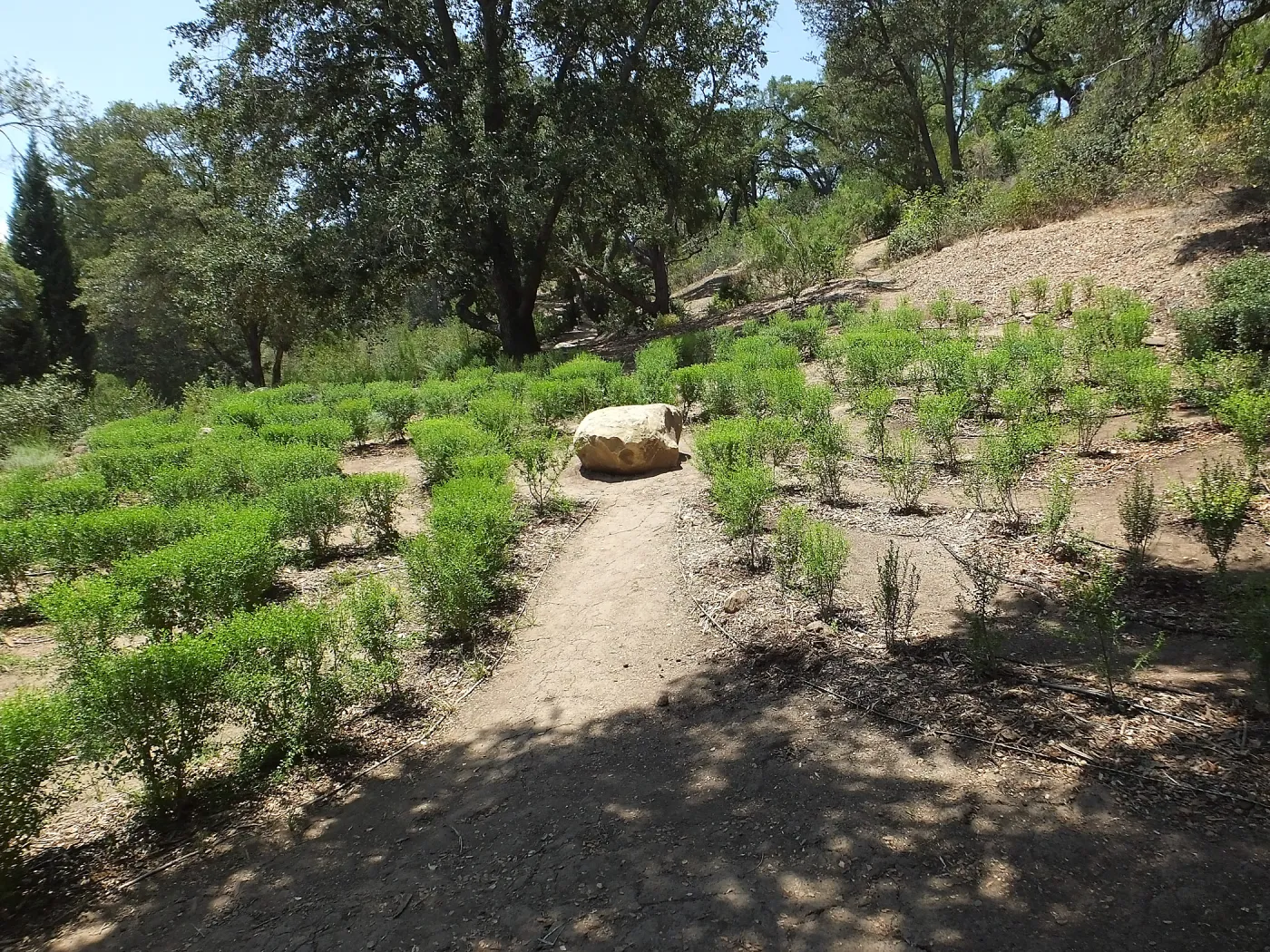 Centennial Maze