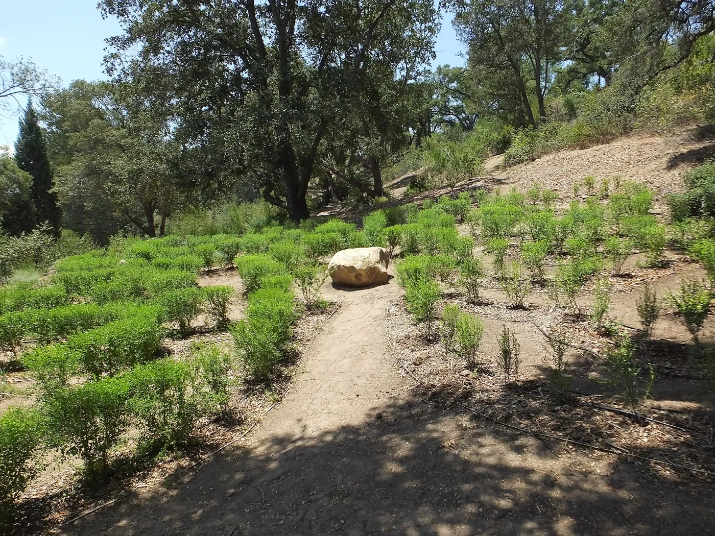 Centennial Maze