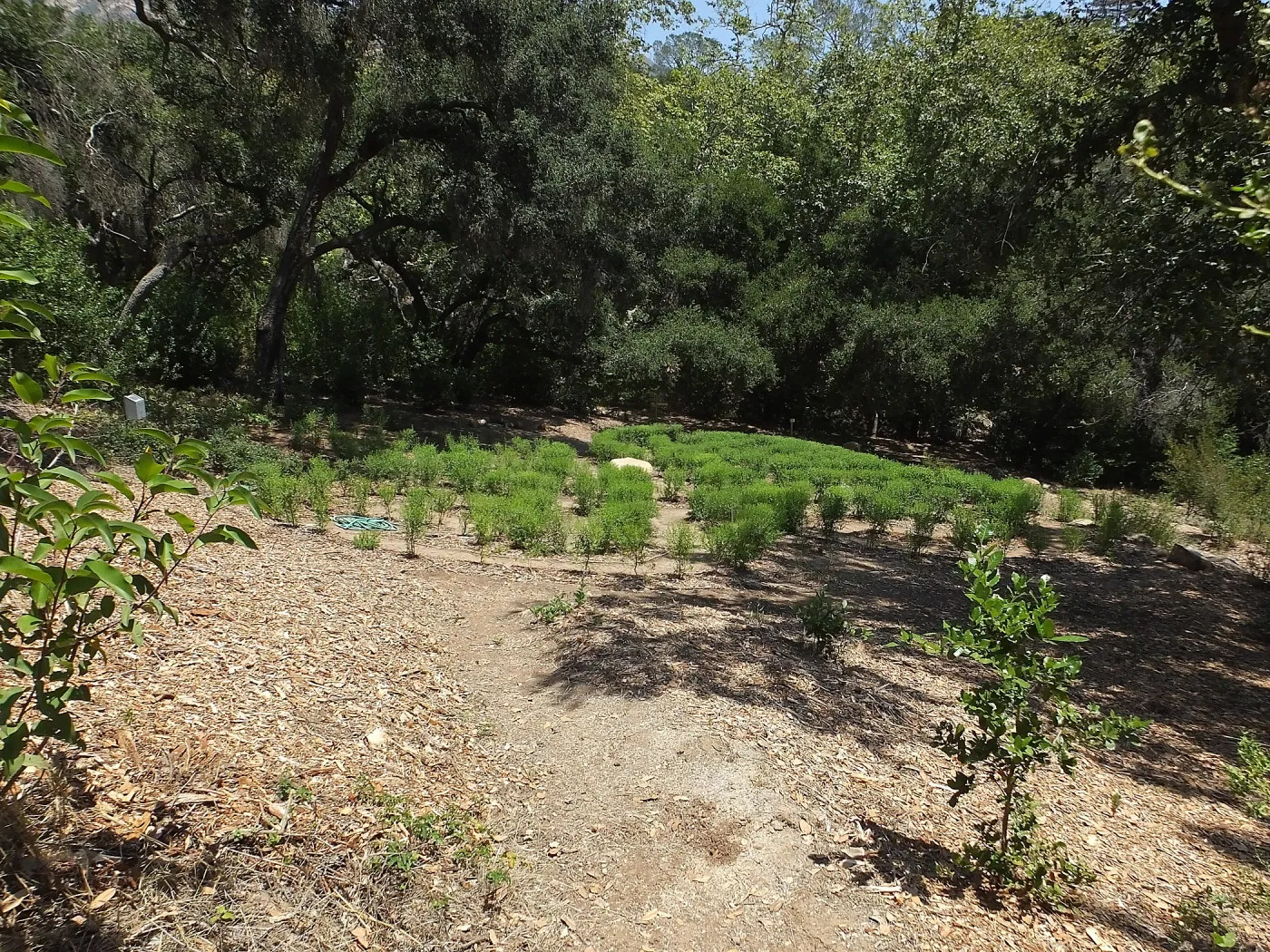 Centennial Maze