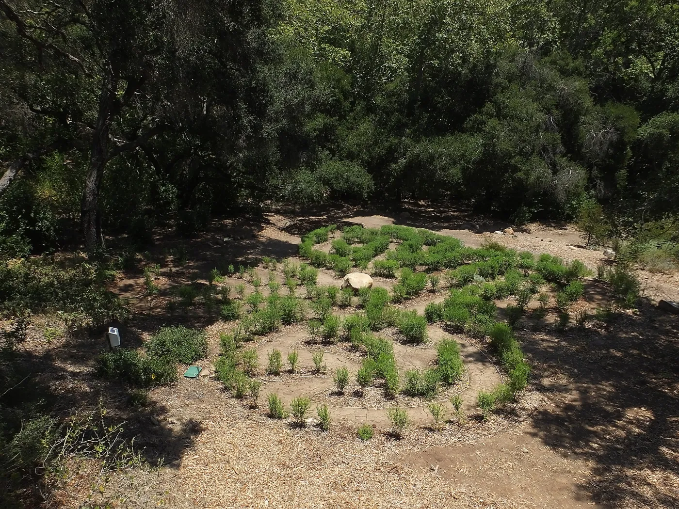 Centennial Maze