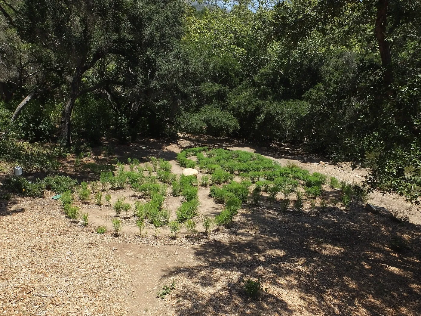 Centennial Maze