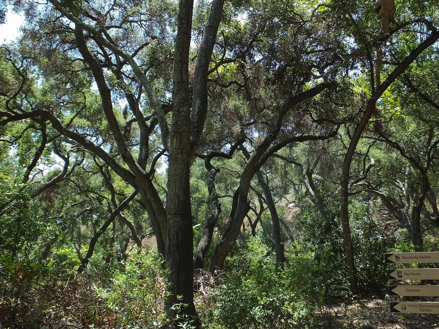 Woodland view towards Easton-Aqueduct Trail from Canyon Trail