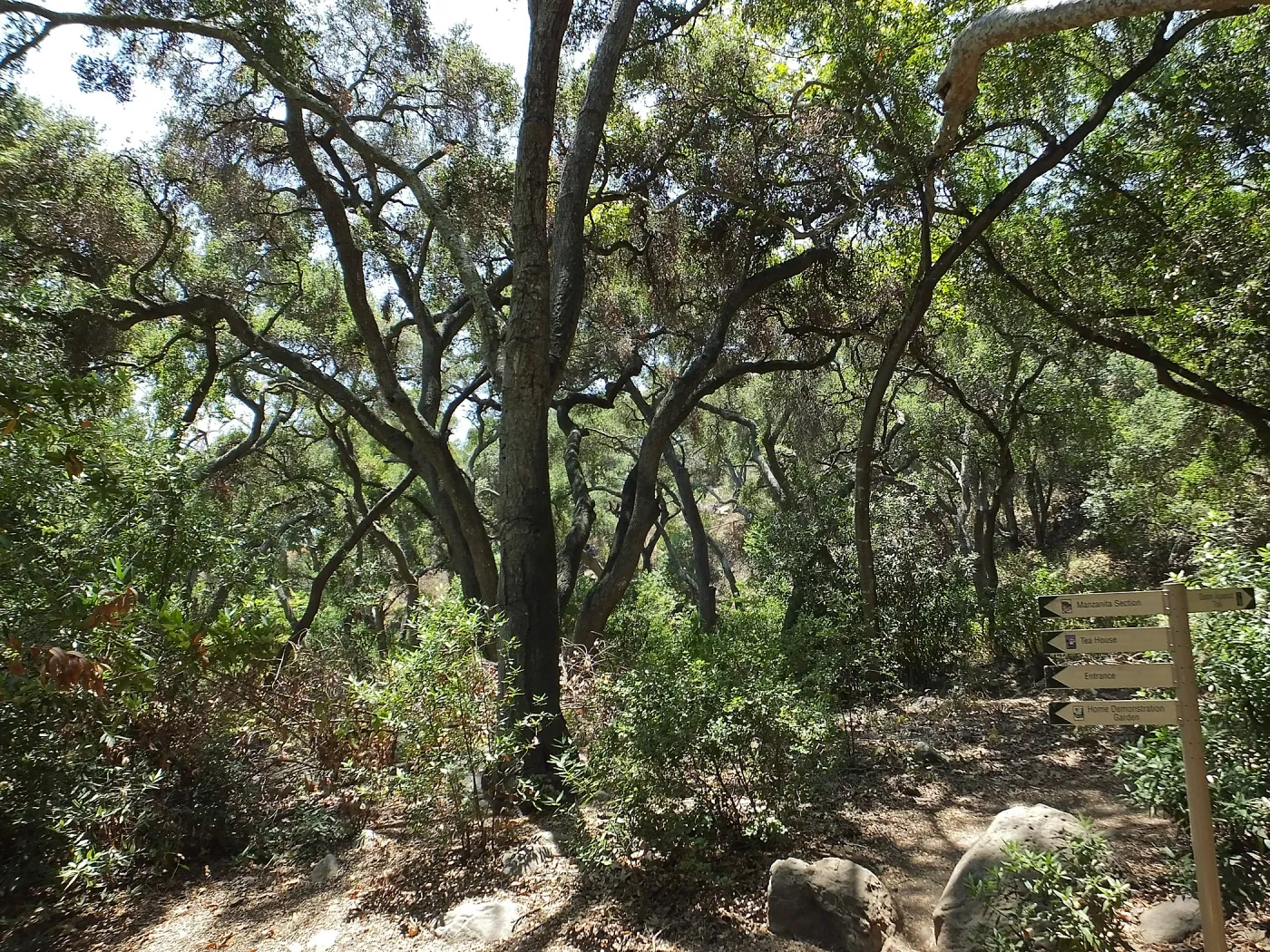 Woodland view towards Easton-Aqueduct Trail from Canyon Trail
