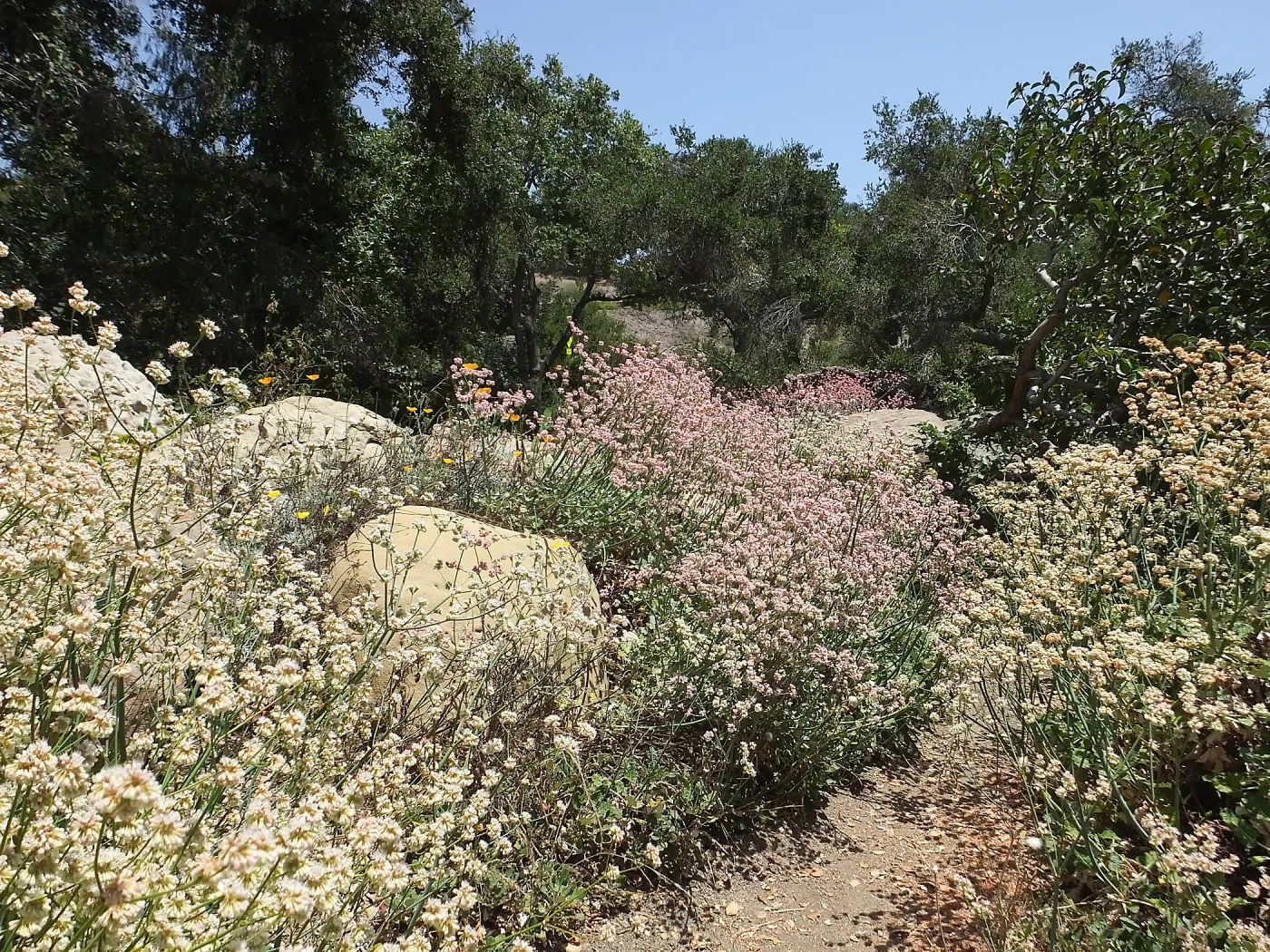 Eriogonum grande in the Manzanita Section
