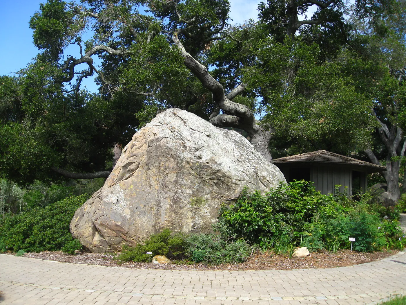 Blaksley Boulder, after removal of Douglas Fir