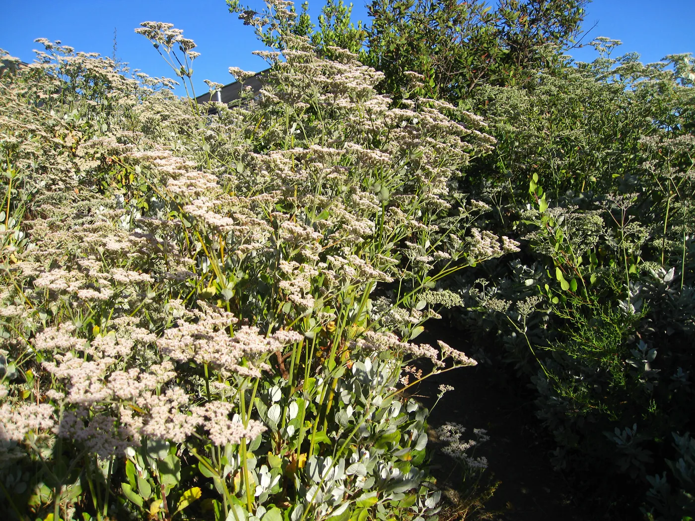 Eriogonum giganteum, below Hort Unit