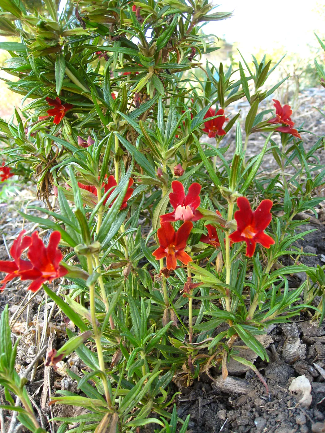 PIP Mimiulus trials, SW Trail