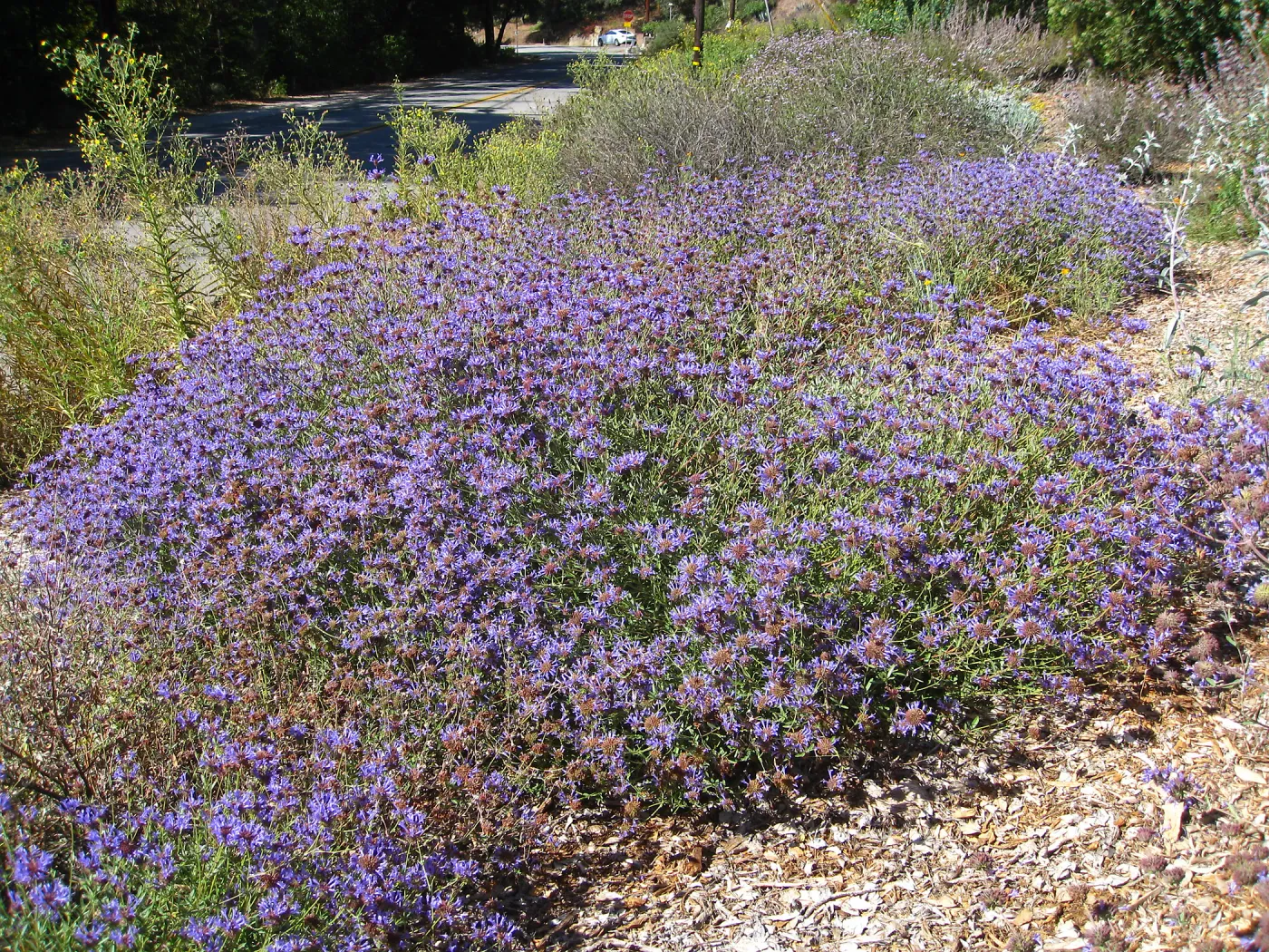 Salvia (sage) Arroyo Azule Tunnel Rd Triangle