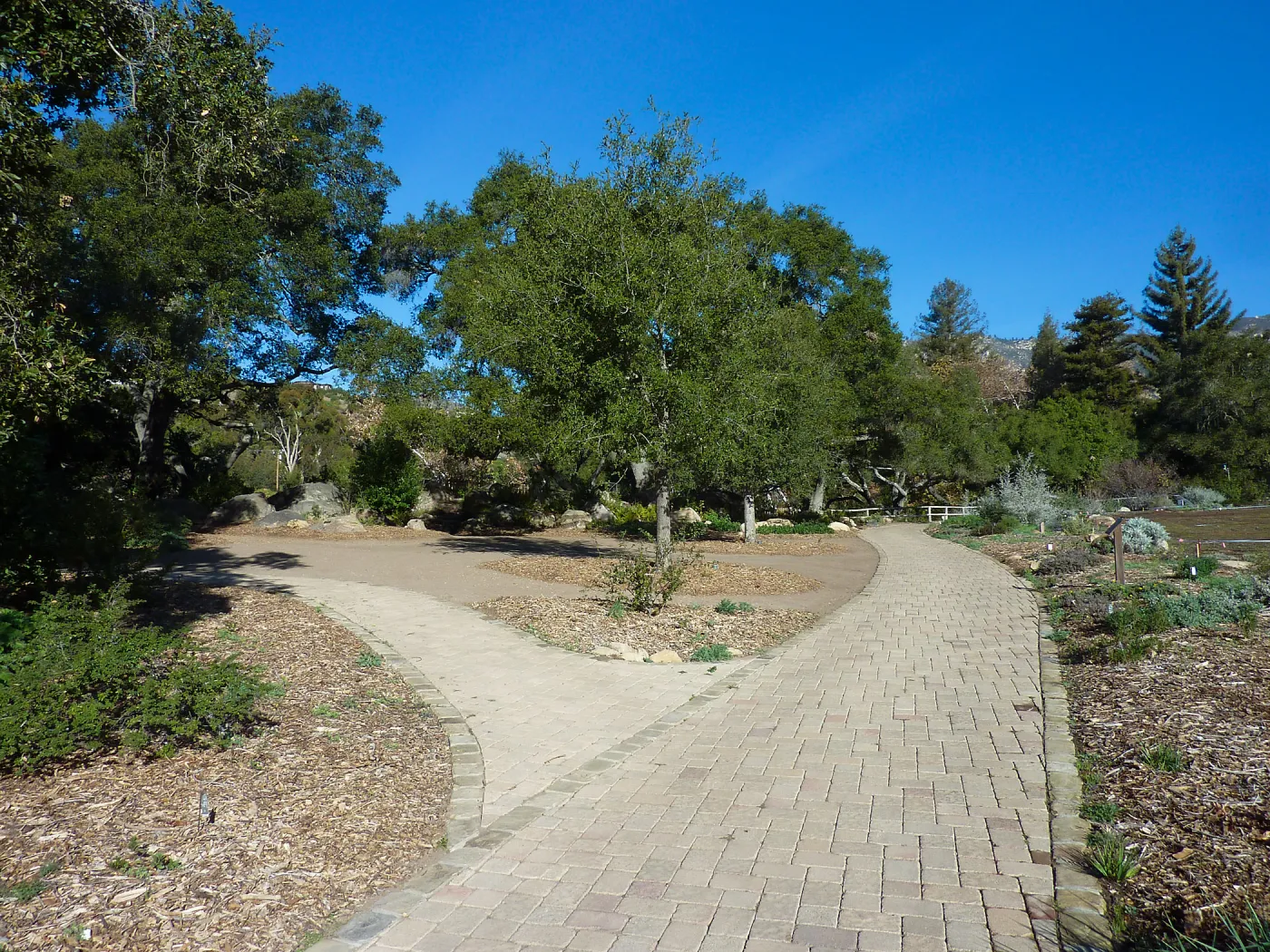 Quercus agrifolia (Coastal Live Oak)