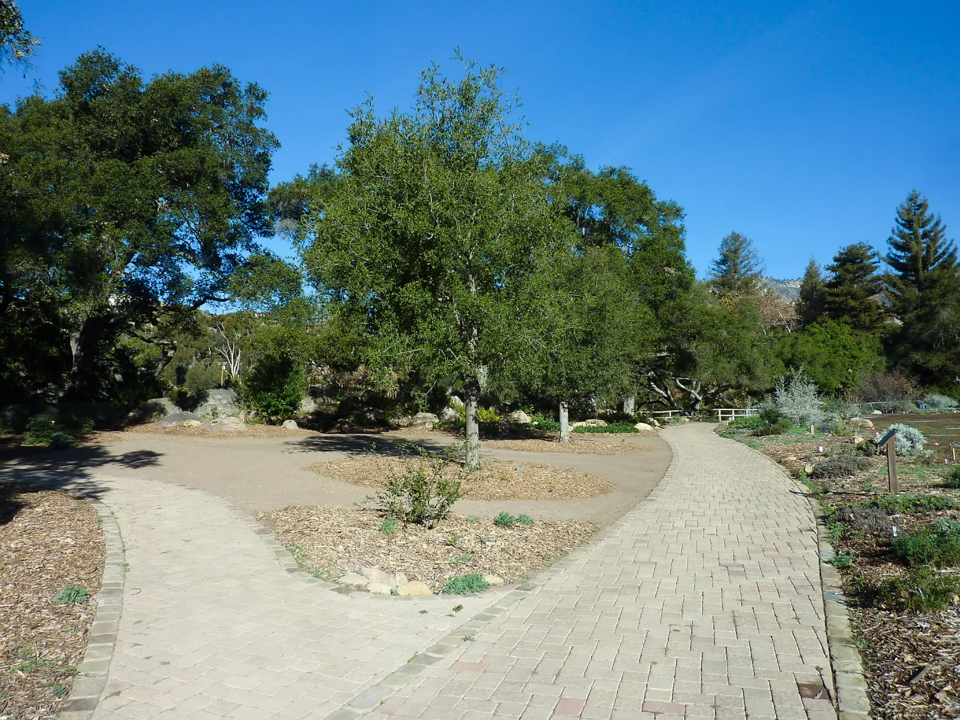 Quercus agrifolia (Coastal Live Oak)