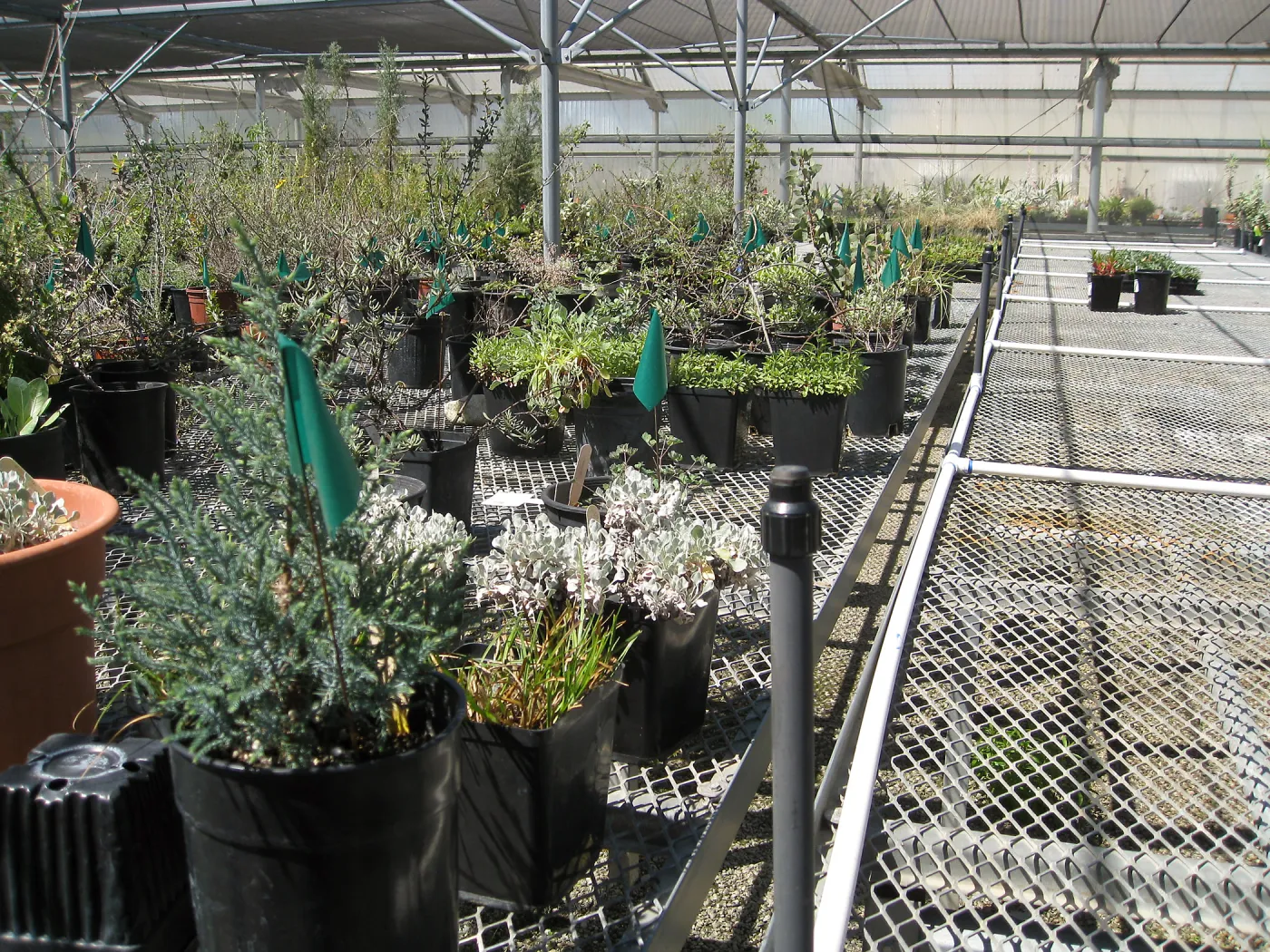 Rancho Santa Ana Botanic Garden