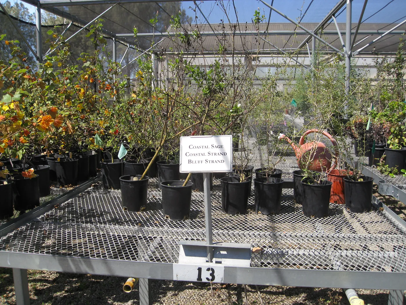 Rancho Santa Ana Botanic Garden