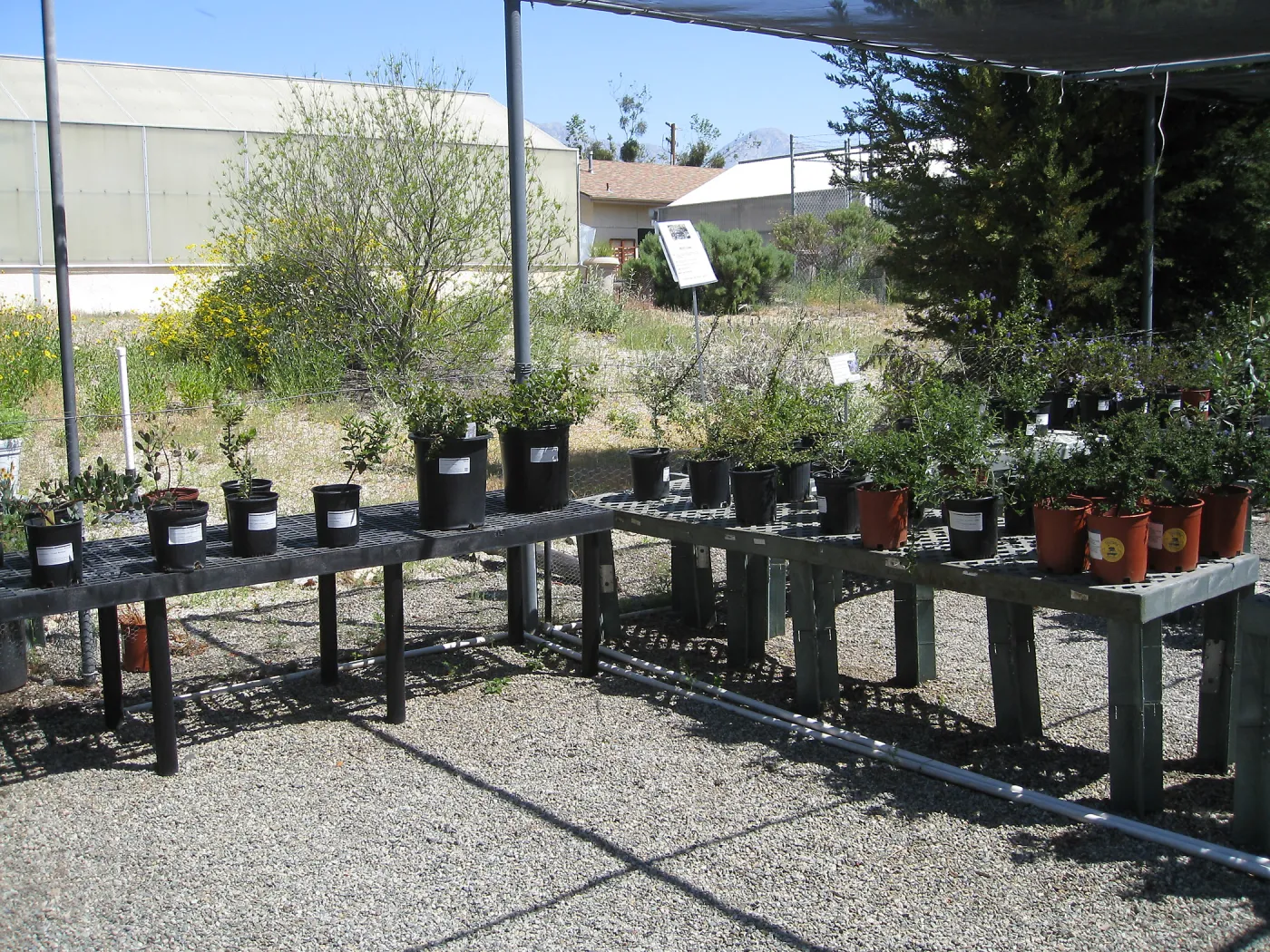 Rancho Santa Ana Botanic Garden