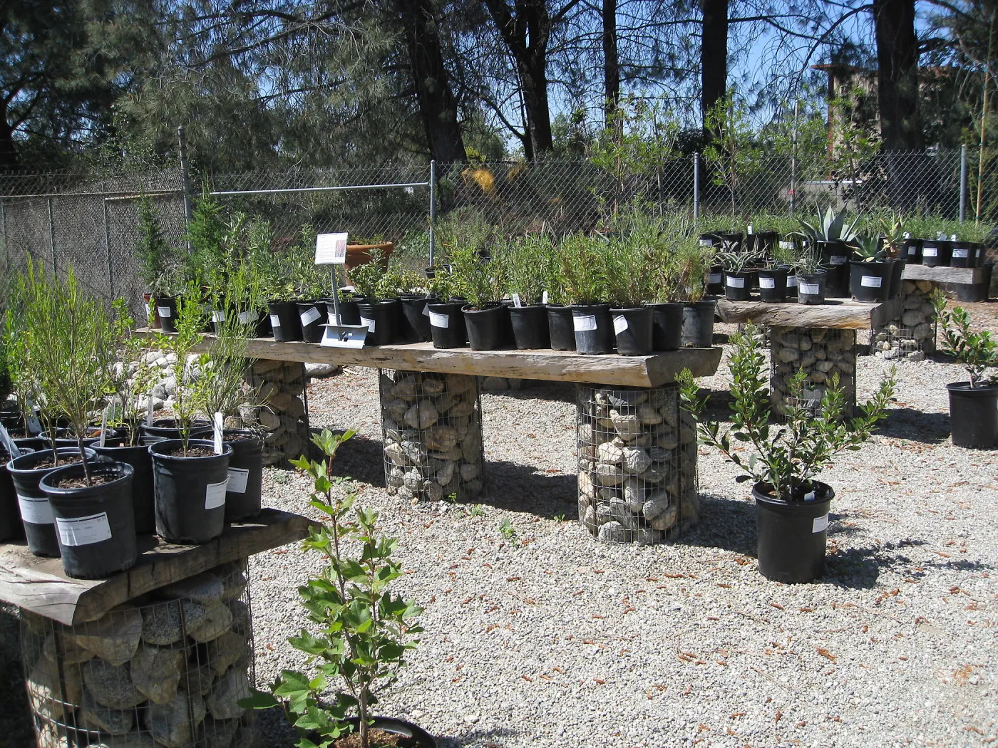 Rancho Santa Ana Botanic Garden