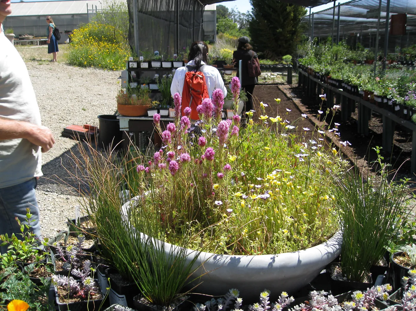 Rancho Santa Ana Botanic Garden Nursery