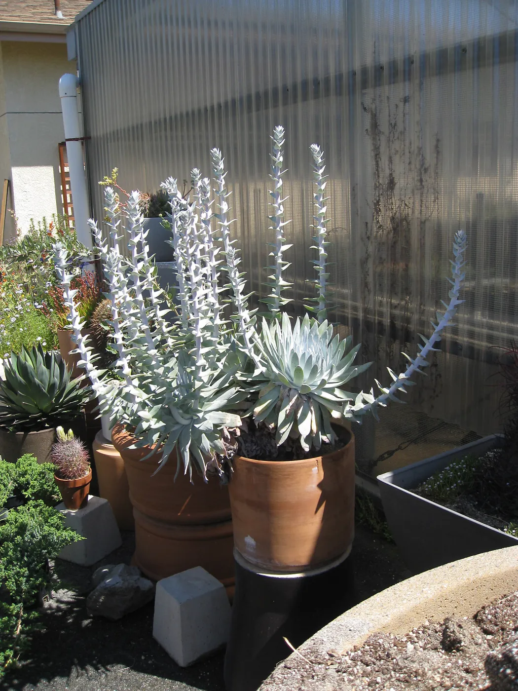 Rancho Santa Ana Botanic Garden Nursery