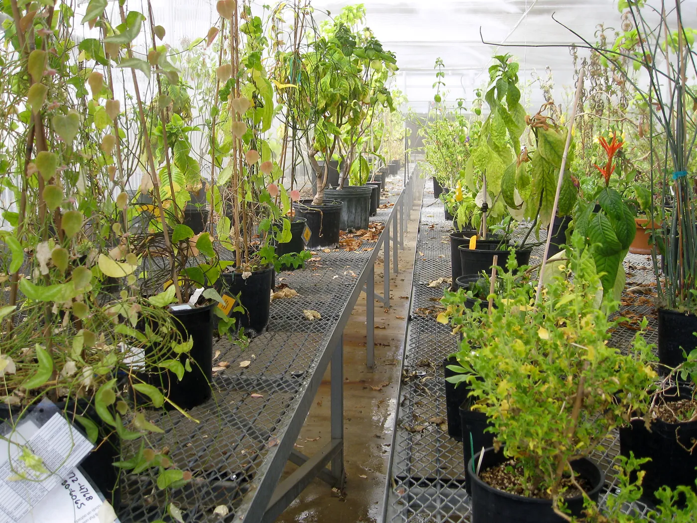 Rancho Santa Ana Botanic Garden Nursery