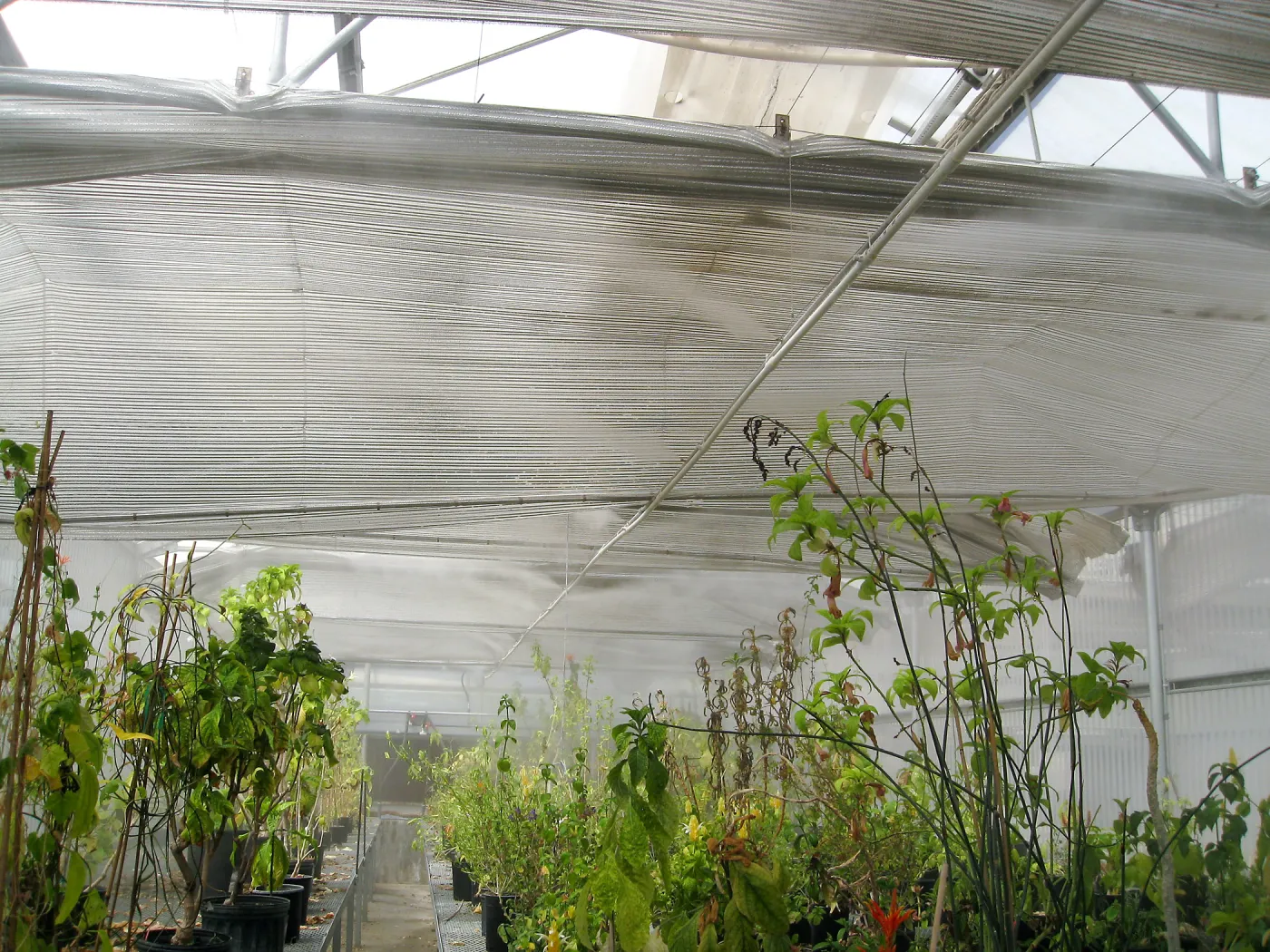 Rancho Santa Ana Botanic Garden Nursery