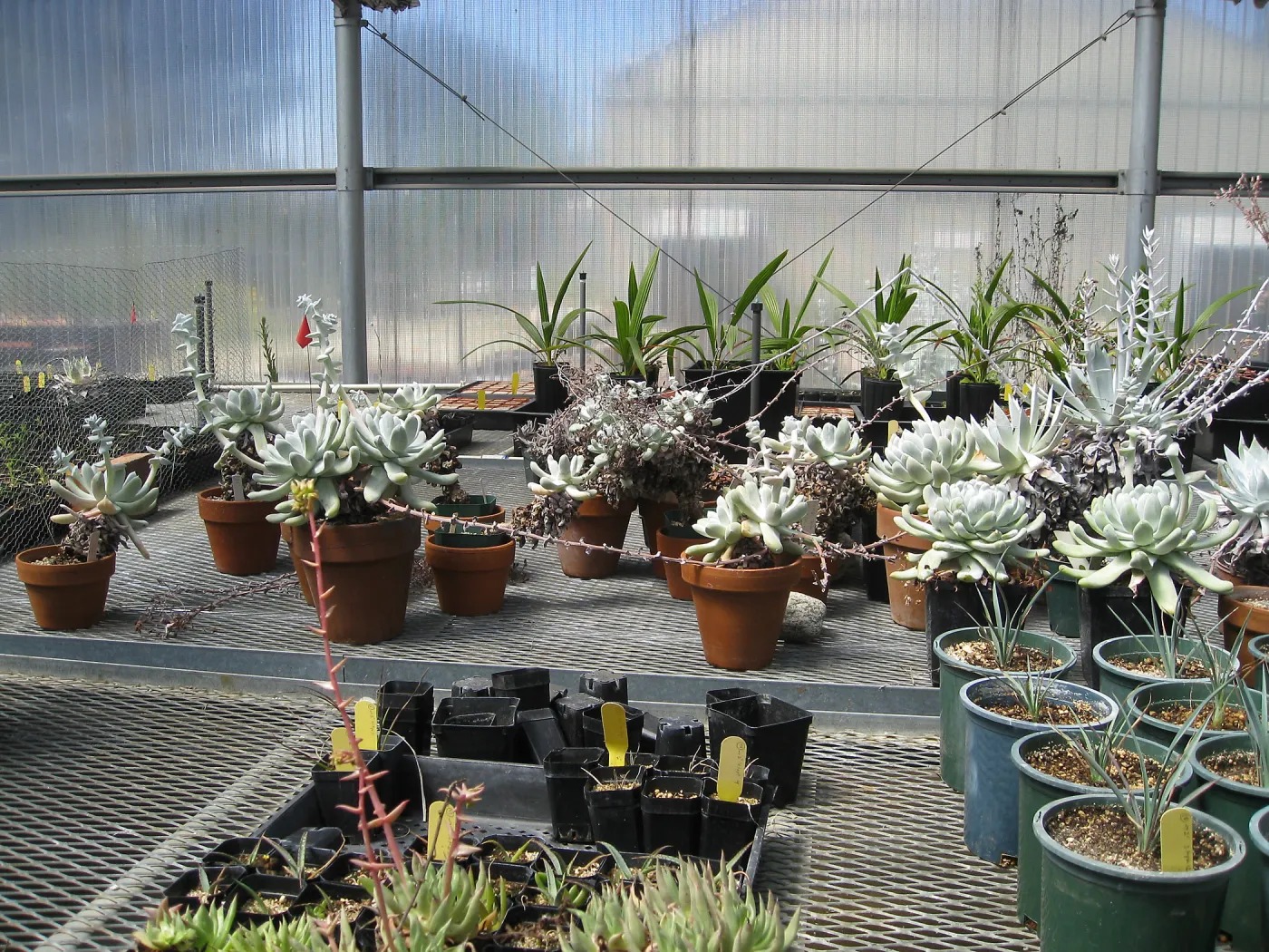 Rancho Santa Ana Botanic Garden Nursery