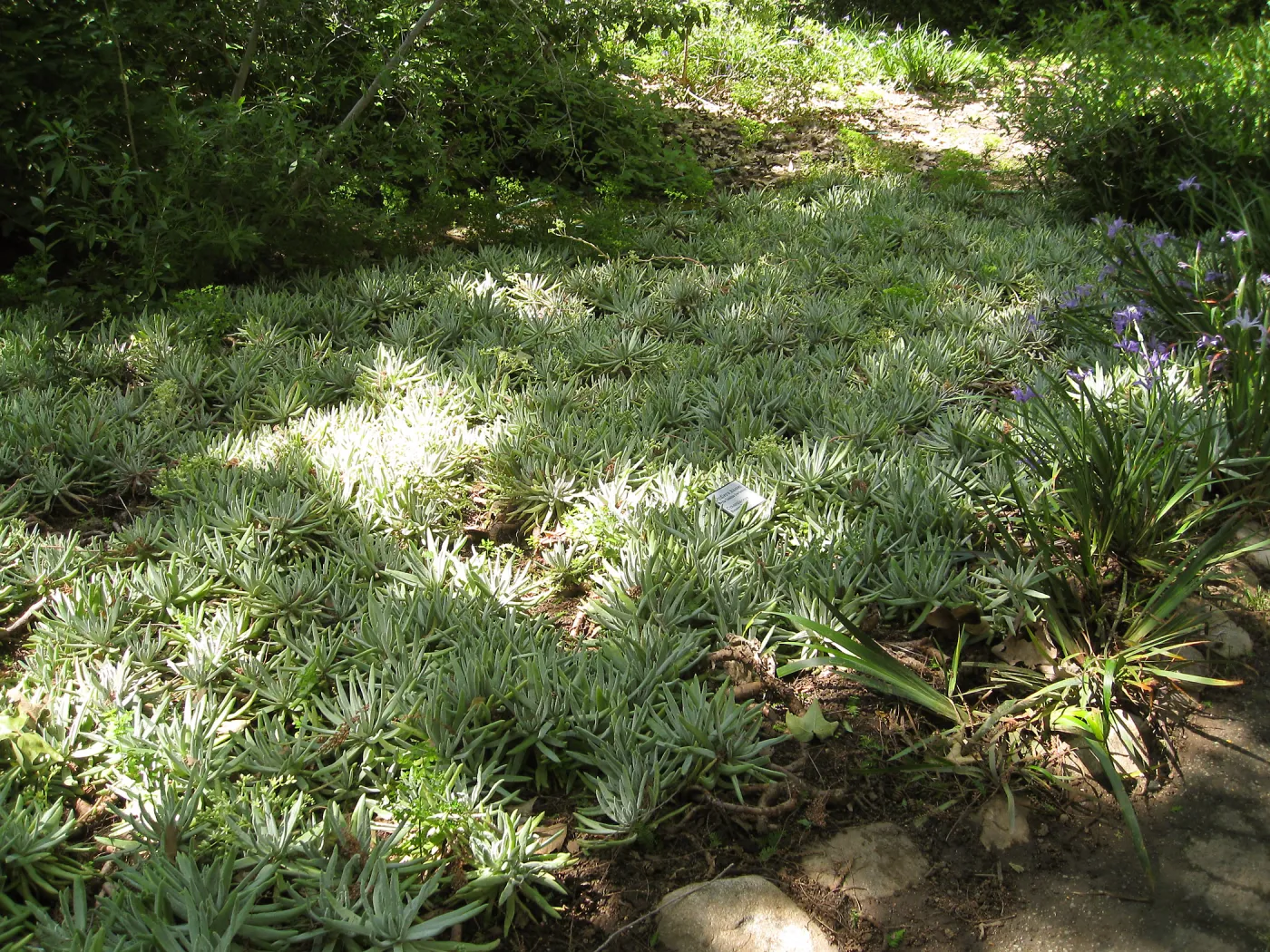 Rancho Santa Ana Botanic Garden, Dudleya & Iris douglasiana