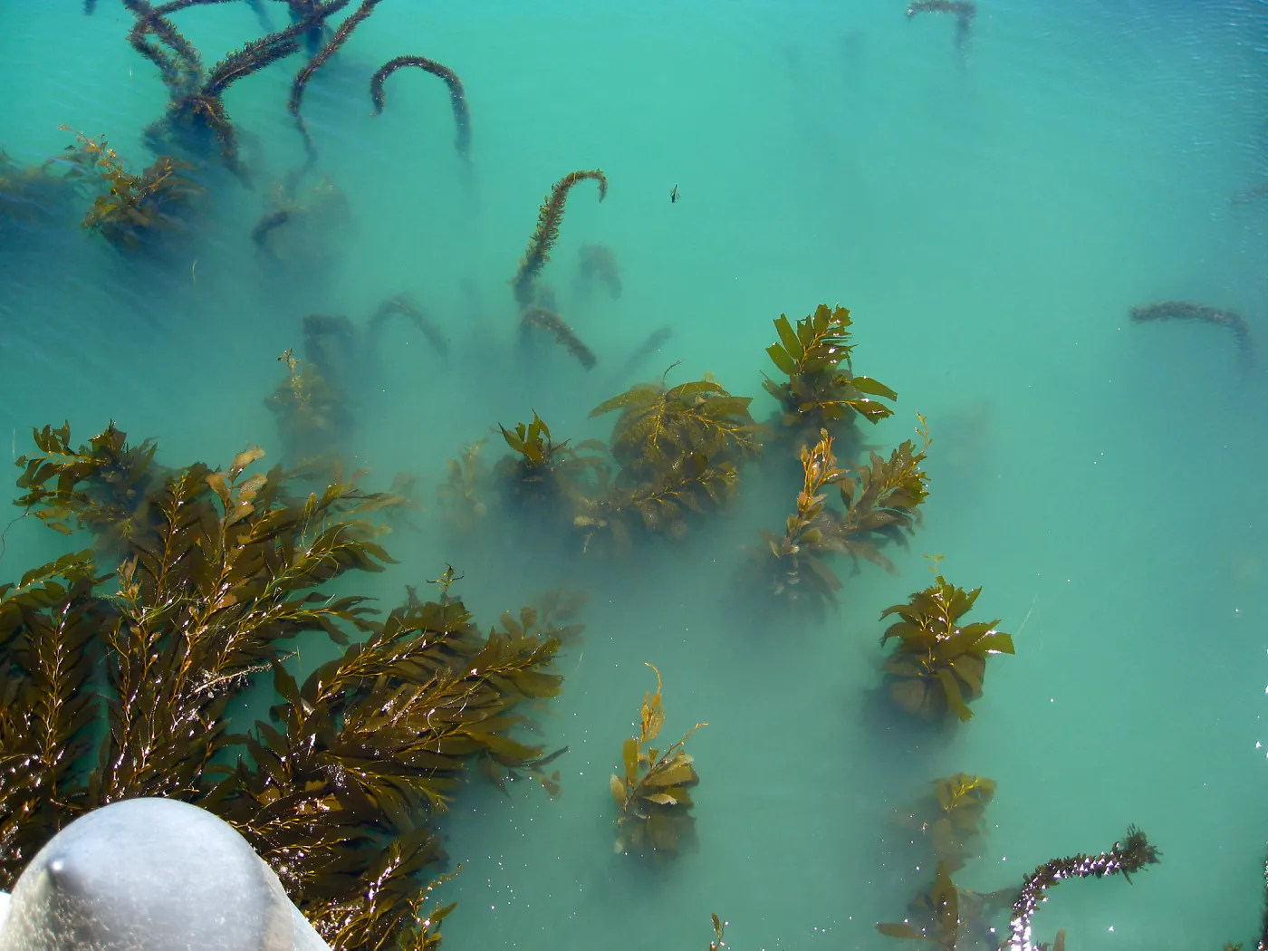 Santa Rosa Island
