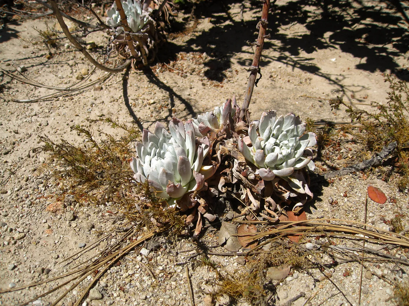 Santa Rosa Island, Dudleya greenei