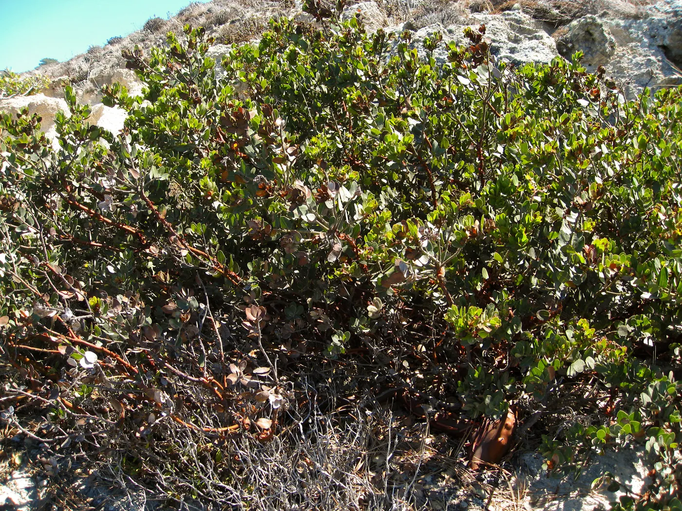 Santa Rosa Island, Arctostaphylos (Manzanita)