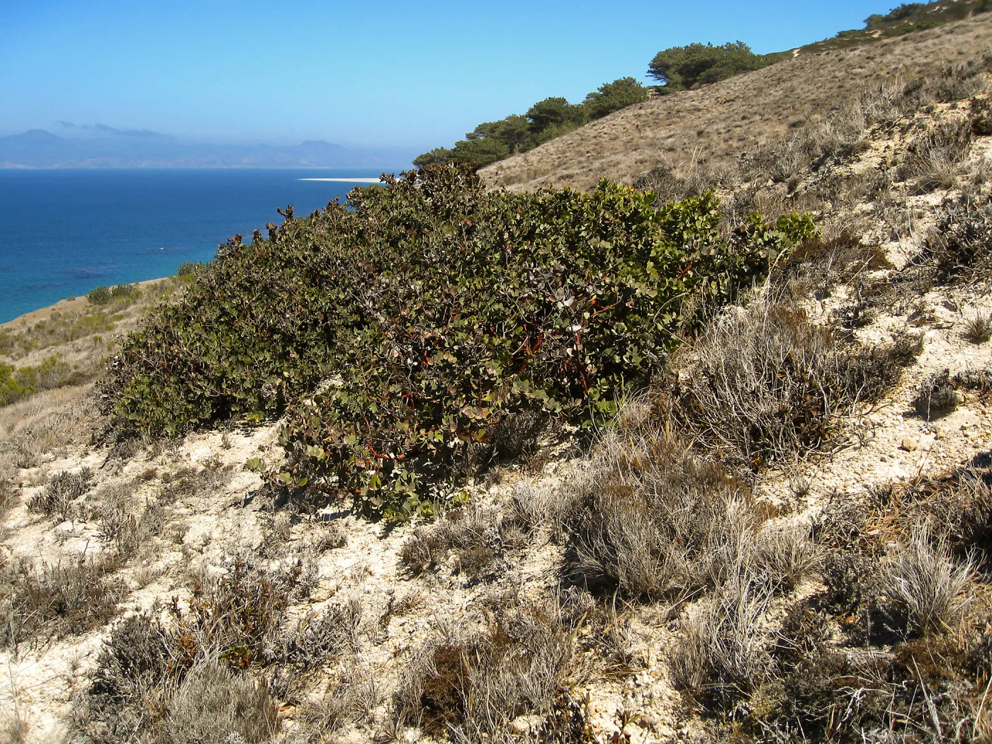 Santa Rosa Island, Arctostaphylos (Manzanita)