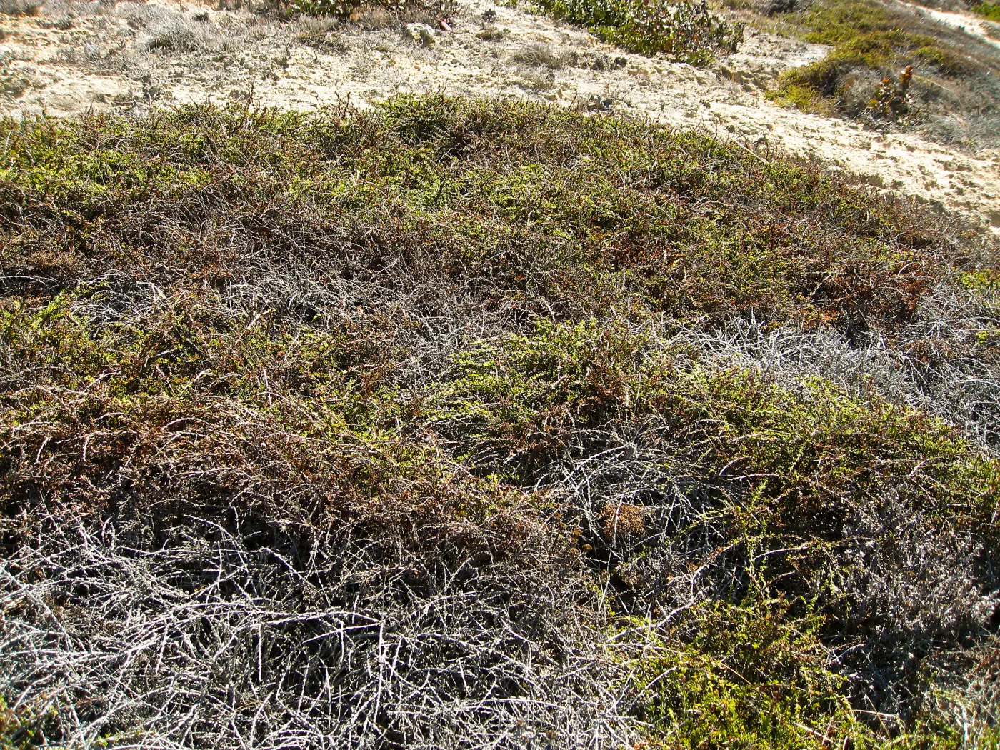 Adenostoma, Santa Rosa Island