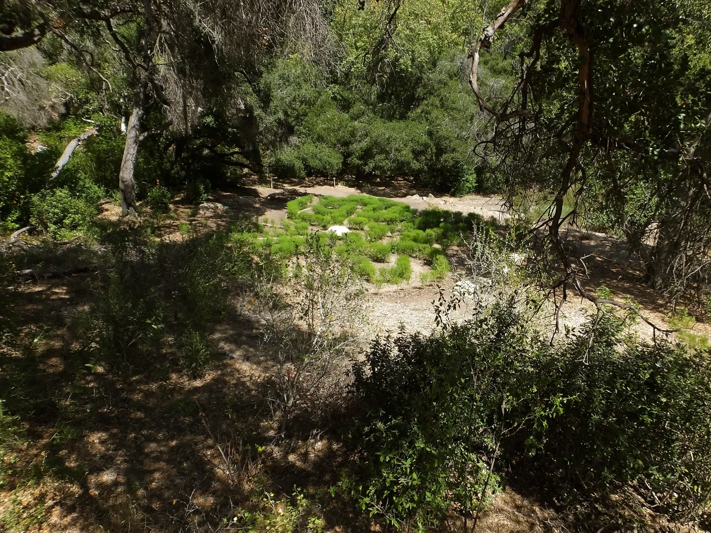 Centennial Maze