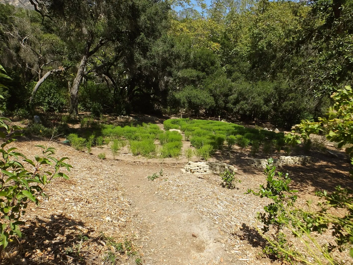 Centennial Maze