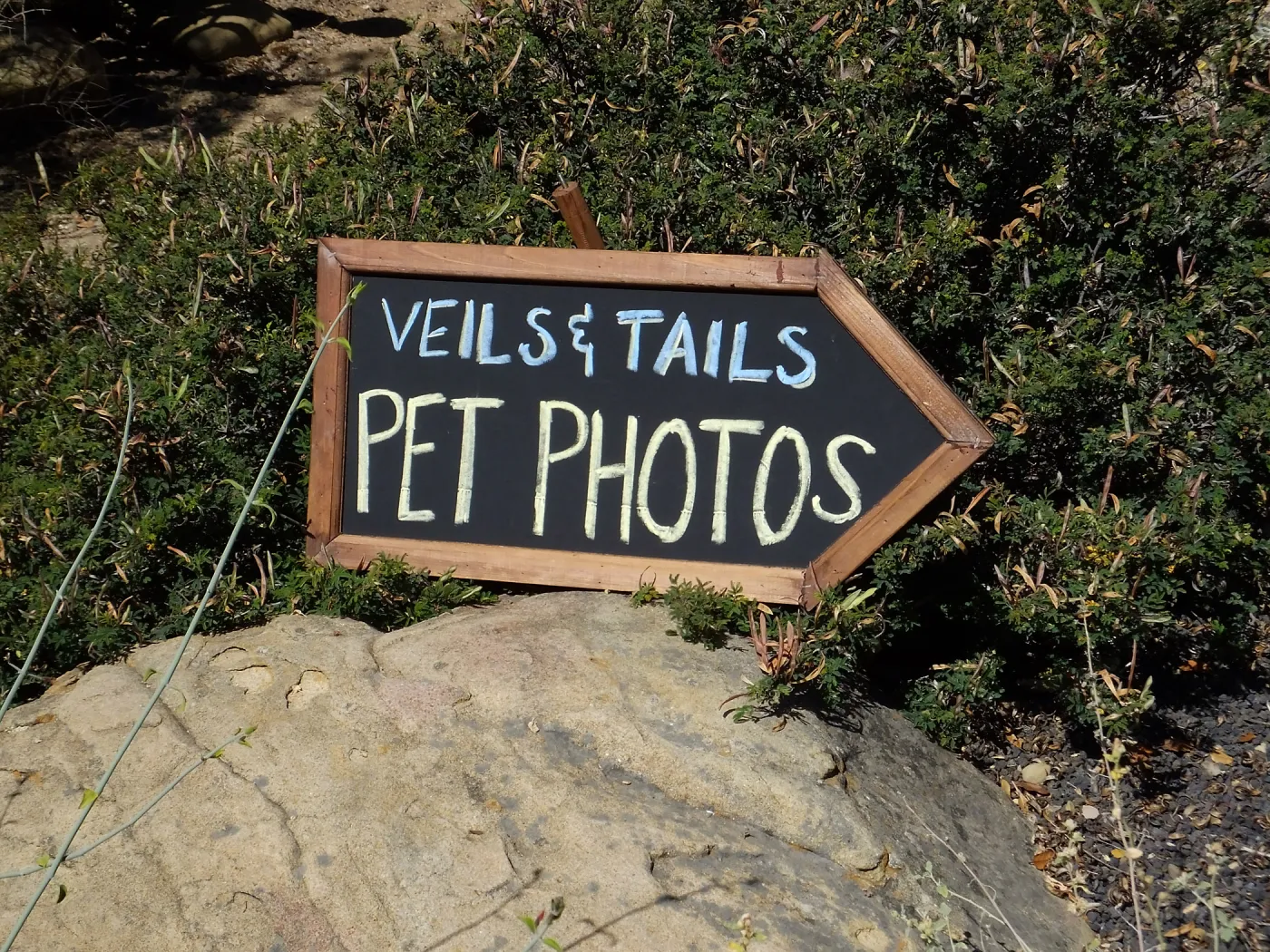 Trails n Tails 2015