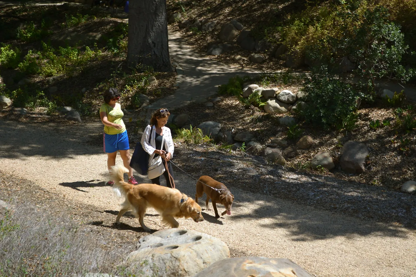Trails n Tails 2015