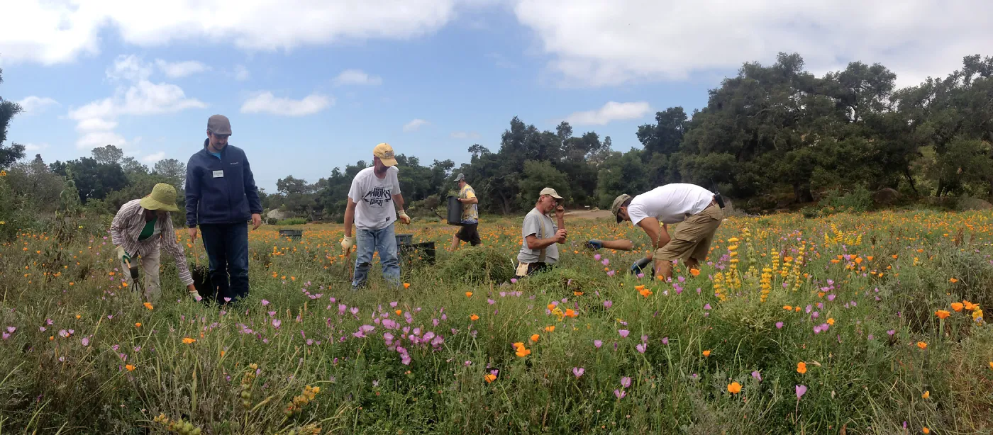 Saturday Gardening Crew Volunteers Working in the Meadow