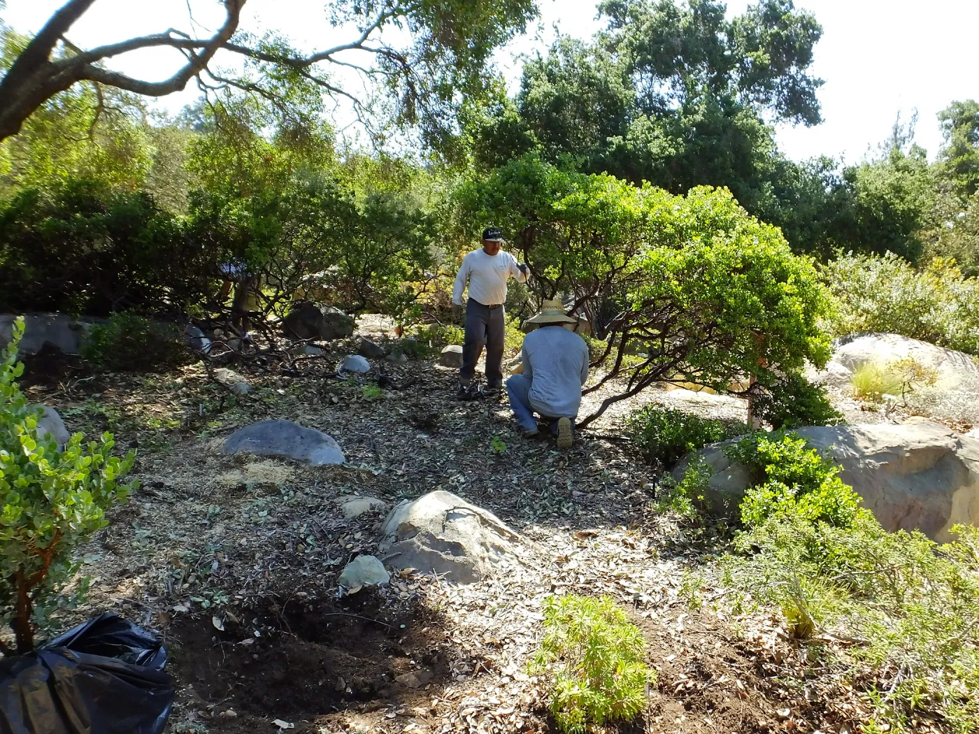 Home Demonstration Garden Renovation, first day of demolition work, manzanita removal