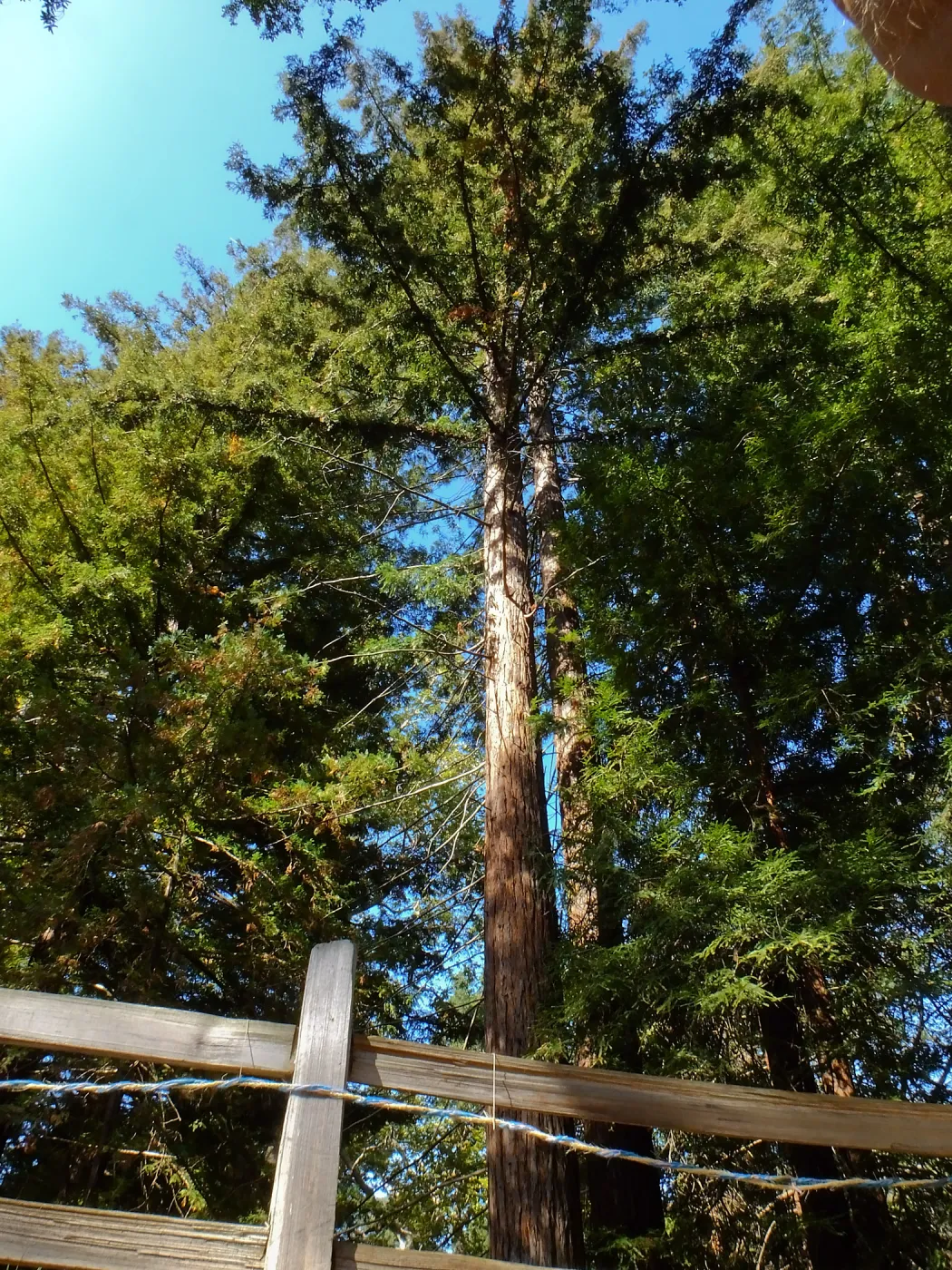 Dormant Dreams Yarn Blast, Redwoods Yarn Walk