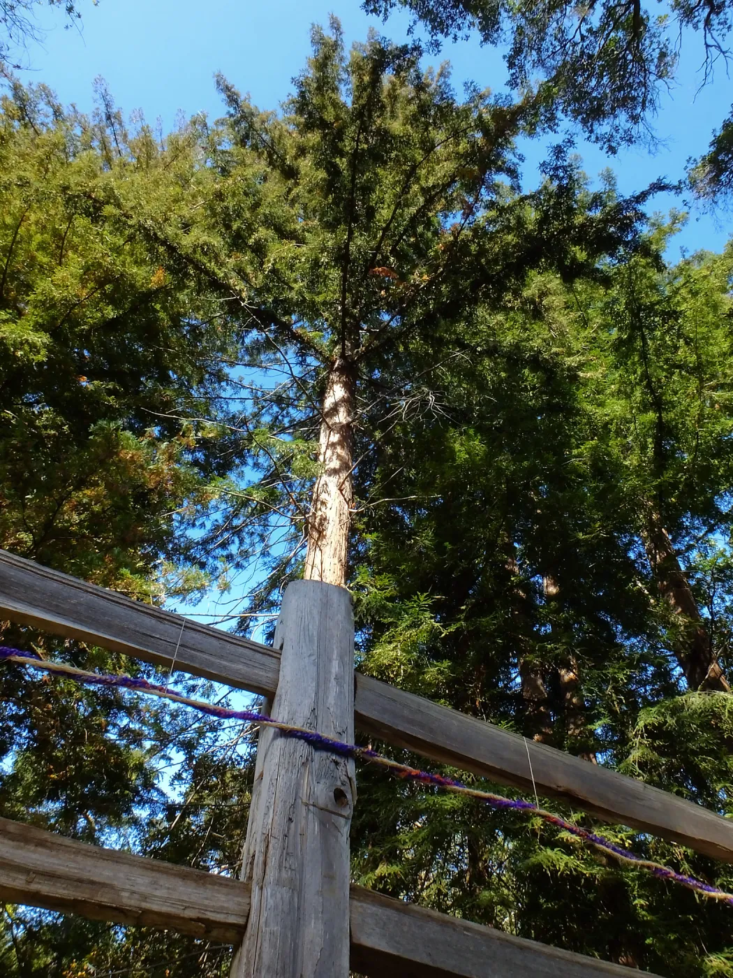 Dormant Dreams Yarn Blast, Redwoods Yarn Walk