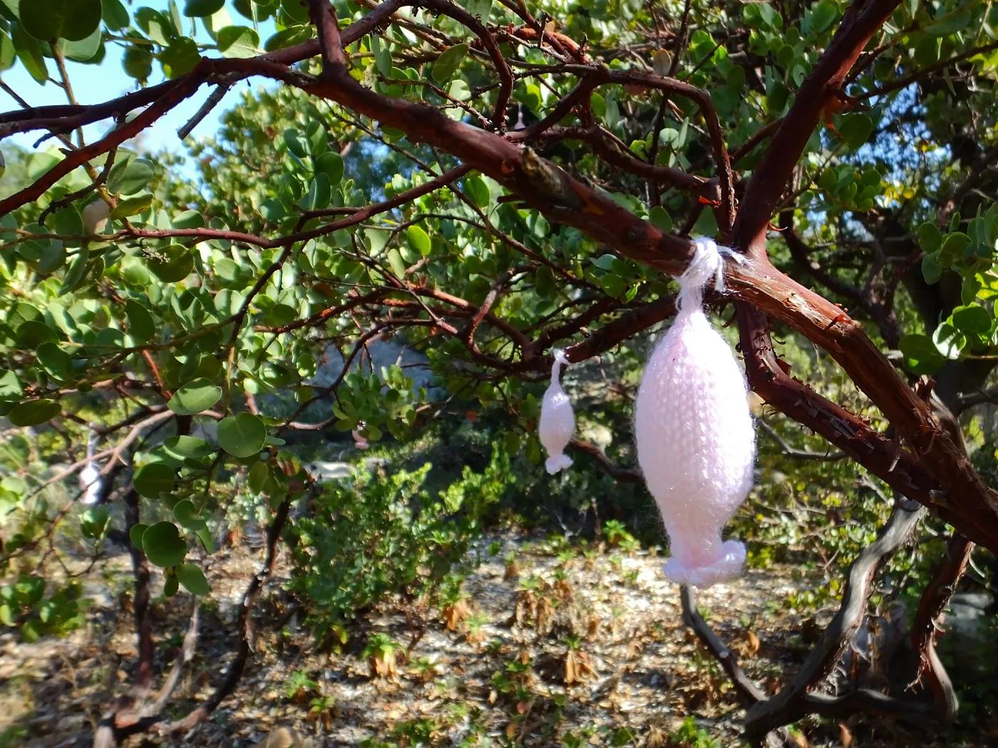 Dormant Dreams Yarn Blast, Off-Season Manzanita Blossoms