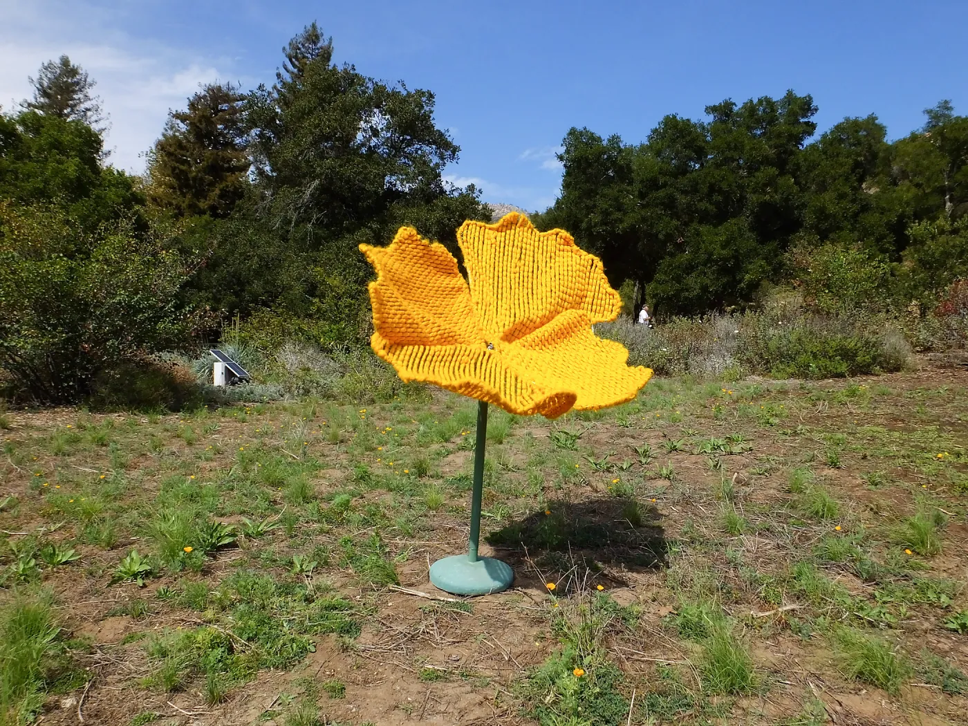Dormant Dreams Yarn Blast, Giant California Poppy