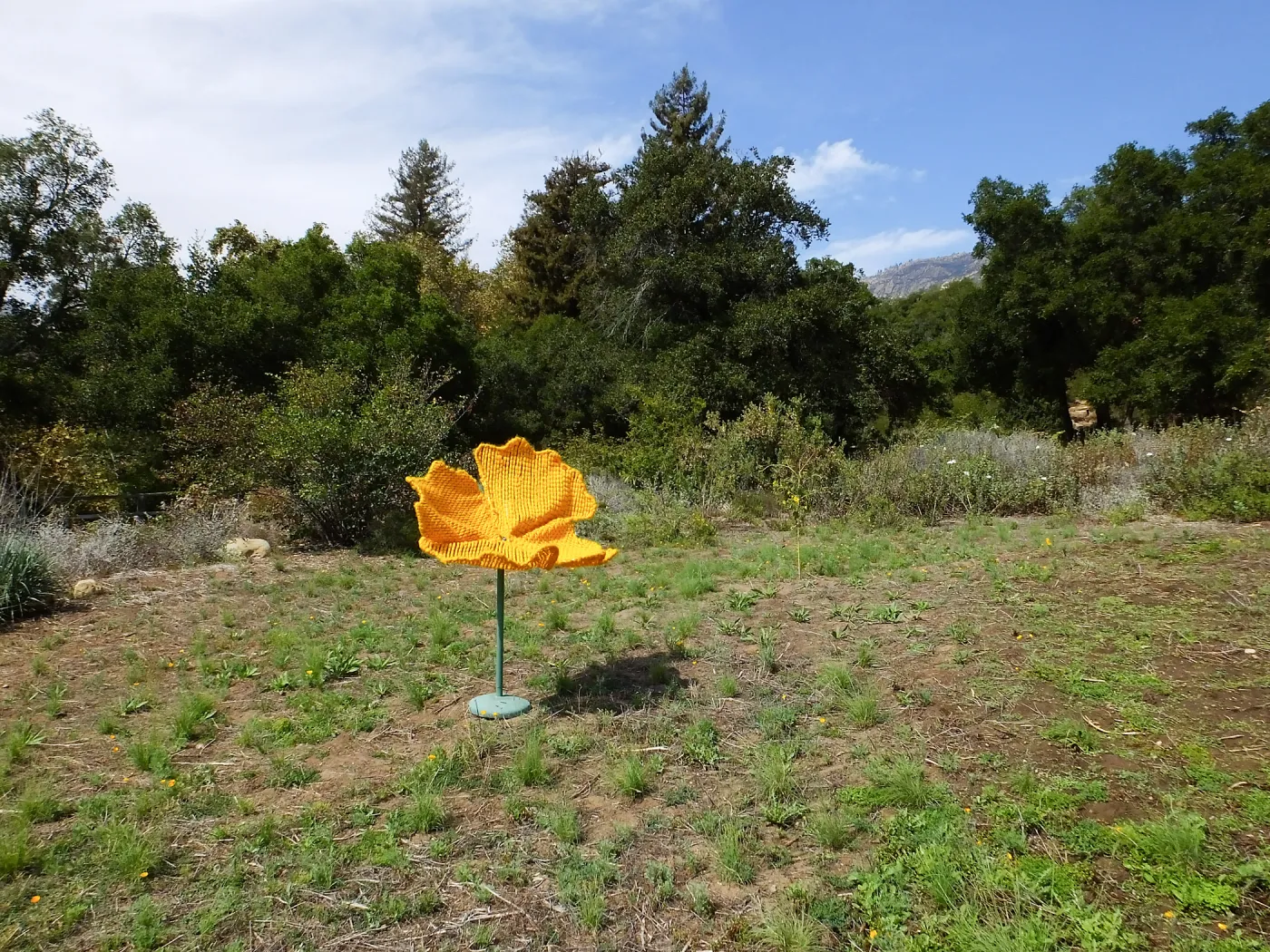 Dormant Dreams Yarn Blast, Giant California Poppy