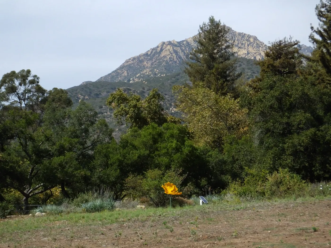 Dormant Dreams Yarn Blast, Giant California Poppy