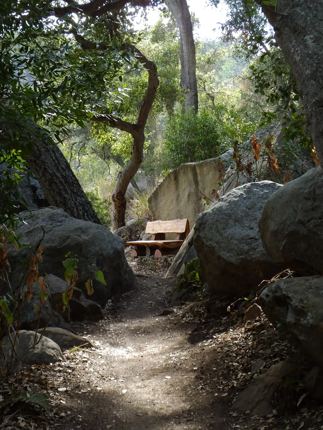 Anna's Bench, Pritchett Trail, shortly after installation