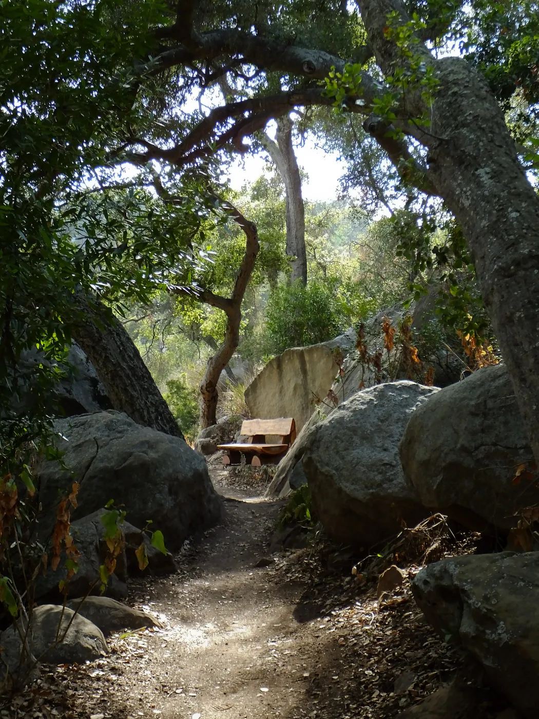 Anna's Bench, Pritchett Trail, shortly after installation